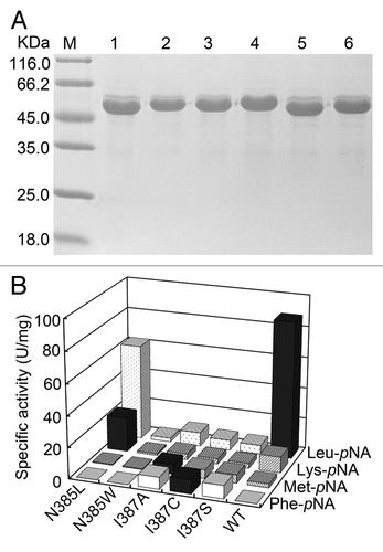 Figure 2. SDS-PAGE analysis and specific activity of the purified mutant and wild-type BSAPs toward several aminoacyl-pNAs. (A) SDS-PAGE analysis of the purified mutant and wild-type BSAPs. Samples (15 μg of protein) were loaded on a 12% gel. Lanes: M, molecular mass marker; 1, N385L BSAP; 2, N385W BSAP; 3, I387A BSAP; 4, I387C BSAP; 5, I387S BSAP; 6, wild-type BSAP. (B) Substrate specificities of the positive mutant (N385L, N385W, I387A, I387C and I387S) and wild-type BSAPs toward four aminoacyl-pNAs (Leu-pNA, Lys-pNA, Met-pNA and Phe-pNA). The highest hydrolytic activity toward each aminoacyl-pNA is indicated by black bar. The values are the representative of three independent experiments. In all cases, the standard deviation was less than 5% of the mean. WT, wild-type.