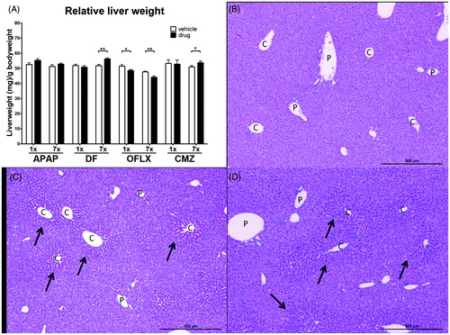 Figure 2. Relative liver weight and liver morphology following drug exposure. C3H/HeN mice (n = 8/group) were treated orally with either a single or multiple doses of DF, APAP, CMZ or OFLX. Within 24 h following the final dose, the mice were weighed and sacrificed. The liver was isolated and weighed; a portion was fixed and embedded for morphological analysis. (A) Relative liver weight compared to body weight was determined. Vehicle- (open bars) and drug-exposed (black bars) animals. Values shown are the mean of the vehicle- or drug-exposed group ± SEM. *p < 0.05, **p < 0.01; value significantly different compared to respective vehicle-exposed group. (B–D) H&E staining performed on liver tissue of APAP- exposed mice. Portal areas (P) and central vein areas (C) are indicated.