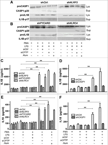 Figure 8. Inflammasome assembly is induced by CPTP depletion. THP-1 cells (differentiated and primed) subjected to (A) shNLRP3, (B) shPYCARD, or shNLRC4 and then analyzed by western blot following treatment with scrambled-siCPTP (control), siCPTP, or alum. ELISA measurements (C-F) showing IL1B levels (C-D) and IL18 levels (E-F) in THP-1 cells treated as in (A) and (B). Values are means ± s.e.m of 3 independent experiments carried out in triplicate. *P < 0.05, **P < 0.01, ***P < 0.001 2-way ANOVA compared to THP-1 control cells (PMA-differentiated and LPS-primed); qPCR analyses of NLRP3, PYCARD, NLRC4 and CASP1 expression (Fig. S9) indicated 6- to 8-fold reduction of mRNA target gene expression by shNLRP3, shPYCARD, shNLRC4 and shCASP1.
