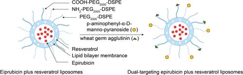 Figure 1 Overall schematic representation for the preparation of epirubicin plus resveratrol liposomes modified with p-aminophenyl-α-D-manno-pyranoside (MAN) and wheat germ agglutinin (WGA).