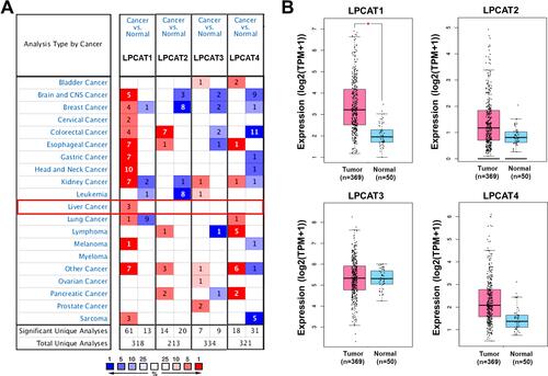 Figure 1 The mRNA expression of LPCATs in HCC and normal liver tissues. (A) A summary of the datasets in which LPCATs were significantly up- (red) or down- (blue) expressed in various cancers, compared with the corresponding normal liver tissues (Oncomine). Numbers in colored cells represent the counts of datasets. The color of cells is paralleled with the best gene rank percentile for the analyses within the cell. (B) The mRNA expression of LPCATs in HCC and normal liver samples (GEPIA2). *P < 0.05.