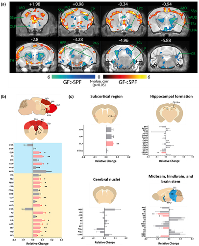 Figure 1. Widespread alterations in the subcortical brain volume of germ free (GF) mice.