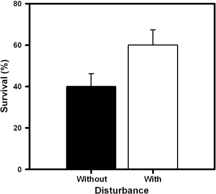 Fig. 3  Survival percentage (mean±2EE) of Poa annua individuals growing in soil patches without and with disturbance.