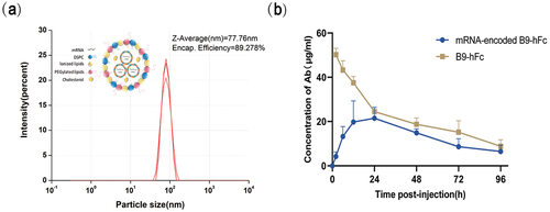 Figure 3. In vivo expression of mRNA-B9-hFc. (a) mRNA-B9-hFc-LNPs particle size analysis results. The schematic in the top left corner of the figure represents its complex structure. (b) Curve of time versus plasma concentrations of mRNA-encoded antibody. The blue line represents the expression level of the mRNA-encoded B9-hFc, while the beige line represents the level of the B9-hFc.