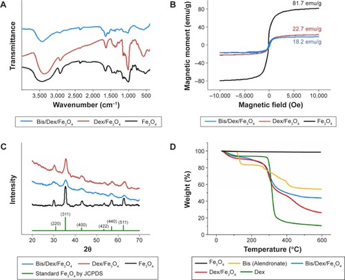 Figure 4 Physical and chemical characterization of Fe3O4, Dex/Fe3O4, and Bis/Dex/Fe3O4.Notes: (A) FT-IR spectroscopy transmittance peak values show the components of the magnetic nanoparticles. Dex coating onto Fe3O4 is shown by the presence of carbon–hydrogen bond (1,010 cm−1). Grafting of Bis onto Dex/Fe3O4 is shown by the presence of amino bond (1,114 cm−1) and carbon–nitrogen bond (2,356 cm−1). (B) Magnetic strength of nanoparticles as measured by SQUID magnetometer. 81.7, 22.7, and 18.2 emu/g are the saturation magnetization of Fe3O4, Dex/Fe3O4, and Bis/Dex/Fe3O4, respectively. (C) Lattice structure of all three types of the magnetic nanoparticles as shown by XRD. The diffraction peaks at 30.18°, 35.56°, 43.22°, 53.62°, 57.14°, and 67.20° are, respectively, (220), (311), (400), (422), (511), and (440). (D) The relative drug content on the nanoparticle is shown by TGA. The Dex/Fe3O4 contains 78.9% of Dex and 21.1% of Fe3O4. The Bis/Dex/Fe3O4 contains 56.4% of Bis, 34.4% of Dex, and 9.2% of Fe3O4.Abbreviations: Fe3O4, iron (II, III) oxide; Dex, dextran; Bis, bisphosphonate; FT-IR, Fourier transform infrared; SQUID, superconducting quantum interference device; XRD, X-ray diffraction; TGA, thermogravimetric analysis.