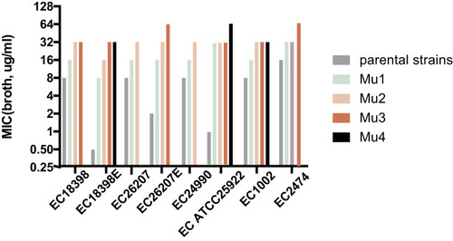 Figure 1 Changes in the colistin susceptibility of selected mutants. Five mcr-1-positive and three mcr-1-negative E. coli strains were exposed to colistin in a multi-stepwise manner. MIC was measured by the broth dilution method. Mutants with the highest MIC were used for next-step induction and selection processes. Mu1, Mu2, Mu3, and Mu4 indicate the first, second, third, and fourth cycles of induction, respectively.