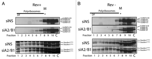 Figure 6. The distribution of hnRNPs and Staufen1 in polyribosome gradients. Cells were transfected with siNS or siA2/B1 and HxBRU (REV+) or pcMRev(-) (REV-) and polyribosome profile analyses were performed. Proteins were precipitated from gradient fractions as described above and hnRNPs (A2, B1, A1, and AIB) and Staufen1 (55 kDa and 63 kDa isoforms) were identified in western blots using a rabbit pan-specific and mono-specific antisera, respectively (identified on right of each autoradiogram). The dense fraction 1 is indicated by DF; the location of the monosome peak is identified with M on top. Lane C represents 5–10% input control before sucrose gradient centrifugation.