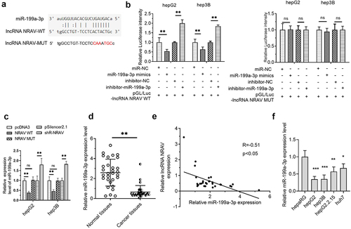 Figure 3. NRAV was targeted by miR-199a-3p in HCC cells. (a) LncRNASNP2 (http://bioinfo.life.hust.edu.cn/lncRNASNP#!/lncrna_info?lncrna=NONHSAT031176.2) was used to predict the binding of miRNAs on NRAV, and the mutant NRAV was indicated. (b) The dual-luciferase assay was employed to validate the target relations between NRAV and miR-199a-3p. (c) RT-qPCR was employed to validate the effect of overexpressed/silenced NRAV on miR-199a-3p, 2−ΔΔCt method. (d) RT-qPCR was utilized to estimate the miR-199a-3p expression in normal tissues (n = 30) and HCC tissues (n = 30), 2−ΔCt method. (e) The expression association between NRAV and miR-199a-3p was examined utilizing Pearson’s correlation coefficient. (f) HCC cells and normal hepaRG cells were subjected to RT-qPCR to confirm the expression of miR-199a-3p (hepG2, hepG2.2.15, hep3B and huh7), 2−ΔΔCt method. *p < 0.05, **p < 0.01, ***p < 0.001; ns, no significance.