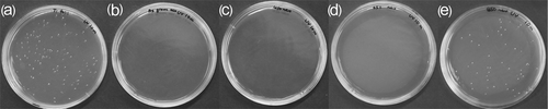 Figure 4. Photos of B. atrophaeus cultured after exposure to UV illumination on: (a) titanium foil, (b) titania tubes, no annealing; and titania tubes annealed at (c) 450°C, (d) 650°C and (e) 850°C.