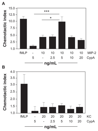 Figure 1 CypA and MIP-2 cooperate in vitro. In vitro chemotaxis assays were set up using purified mouse neutrophils incubated in the presence of a single dose of fMLP (positive control), a single dose of CypA, MIP-2, or KC, or a fixed dose of MIP-2 or KC plus varying doses of CypA. A chemotactic index was calculated for each group by dividing the number of migrated cells in test wells by the number of cells that migrated to medium alone. A) Mean + SE chemotactic index for neutrophils incubated with fMLP, CypA alone, MIP-2 alone, or combinations of MIP-2 plus CypA. B) Mean + SE chemotactic index for neutrophils incubated with fMLP, CypA alone, KC alone, or combinations of KC plus CypA.Notes: Statistical significance was determined by Student’s t-test, with n = 6 wells per group. *P < 0.05 and ***P < 0.001. These data are representative of >3 independent experiments.Abbreviations: See list of abbreviations.