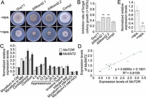 Figure 7. MoSNT2 is associated with the MoTor signaling pathway. (A) Vegetative growth of M. oryzae on CM agar medium supplemented with or without 1 μg/ml rapamycin (rapa.). (B) Inhibition rate of rapamycin on the mycelial growth. (C) Expression profiles of MoSNT2 and MoTOR in the wild-type Guy11 strain at different developmental processes. (D) Linear correlation between qRT-PCR-measured expression levels of MoSNT2 and MoTOR. (E) qRT-PCR analysis of MoSNT2 expression levels in the Guy11 strain in response to rapamycin. The Guy11 strain grown in liquid CM for 48 h was transferred into fresh liquid CM in the presence or absence of 1 μg/ml rapamycin for 6 h before total RNA extraction