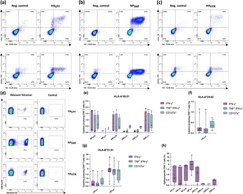 Figure 4. IAV-derived T cell epitopes are multifunctional. (a-d) Representative intracellular IFN-γ, TNF-α, and CD107a staining of PBMCs isolated from healthy HLA-matched donors exhibiting HLA-B*51 (a, b), HLA-A*24 (c), after 12-day stimulation with IAV-derived HLA class I peptides evaluated by flow cytometry. (d) representative tetramer staining after 12-day amplification of CD8+ T cells, derived from HLA-matched donors; HLA-B*51 and HLA-A*24. Irrelevant tetramers were used as a negative control. (e-g) Box and whisker plots represent a cumulative percentage of CD8+ IFN-γ+, CD8+ IFN-γ+ TNF-α+, or CD8+ CD107a+ (h) and the frequency of epitope-specific CD8+ T cells evaluated by tetramer staining. Boxes extend from the 25th to 75th percentiles, whiskers represent minimum to maximum, and the horizontal plotted lines are the median values. The indicated percentages represent the frequency of T-cell responses post stimulation with the test peptide minus the negative control of the respective donor. Each data point represents one single donor tested within one single experiment. Data were analysed and visualized using GraphPad Prism software ver. 9.3 and FlowJo software ver. 10.3. The gating strategies applied for the flow cytometry-based analysis presented in this figure are depicted in the supplements (suppl. Figures 1 and 2).