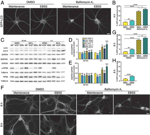 Figure 5. Starvation in EBSS does not robustly activate autophagy in primary neurons. (A) Maximum projections of z-stacks in the soma of GFP-LC3 transgenic hippocampal neurons starved in EBSS for 4 h. Bar: 10 µm. (B) Corresponding quantification of GFP-LC3 puncta area normalized to the soma area of neurons starved in EBSS for 4 h (mean ± SEM; one-way ANOVA with Tukey’s post hoc test; n = 49–71 neurons from 4 independent experiments, 8–10 DIV). (C-E) Immunoblot analysis and corresponding quantification of wild type hippocampal neurons starved in ACSF versus EBSS for 4 h. GAPDH and TUBA1A/α-tubulin serve as loading controls; horizontal lines designate individual blots. LC3-II and SQSTM1 levels were normalized to GAPDH (mean ± SEM; one-way ANOVA with Dunnett’s post hoc test; statistical tests were performed independently for each time point; n = 6 independent experiments, 8–10 DIV). (F) Maximum projections of z-stacks in the soma of GFP-LC3 transgenic hippocampal neurons starved in EBSS for 6 h and 8 h. Bar: 10 µm. (G) Quantification of GFP-LC3 puncta area normalized to the soma area of hippocampal neurons starved in EBSS for 6 h (mean ± SEM; one-way ANOVA with Tukey’s post hoc test; n = 34–64 neurons from 4 independent experiments, 8–9 DIV). (H) Quantification of GFP-LC3 puncta area normalized to the soma area of hippocampal neurons starved in EBSS for 8 h (mean ± SEM; student’s t-test; n = 46–68 neurons from 4 independent experiments, 8–9 DIV). Baf A1, bafilomycin A1; MM, maintenance media.
