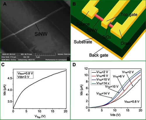 Figure 6 The structure and properties of silicon nanowire devices. (A) An SEM image of SiNW. (B) A schematic of the distribution of the electrodes in a silicon nanowire device. (C) The transfer curve image. (D) The output curve image.Abbreviation: SiNW, silicon nanowire.