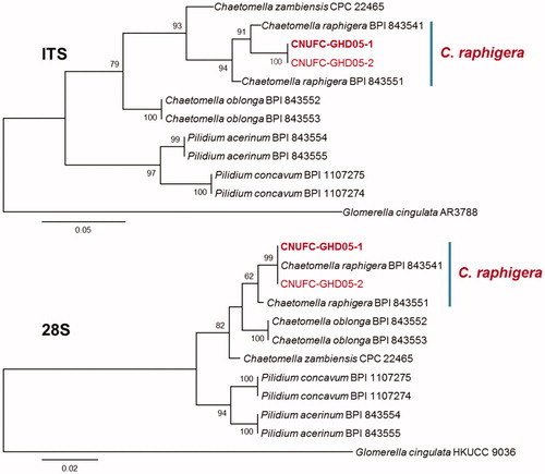 Figure 2. Phylogenetic tree based on ML analysis of internal transcribed rDNA and 28S sequences for Chaetomella raphigera CNUFC-GHD05-1 and C. raphigera CNUFC-GHD05-2. The sequence of Glomerella cingulata was used as an outgroup. Bootstrap support values of ≥50% are indicated at the nodes. The bar indicates the number of substitutions per position.