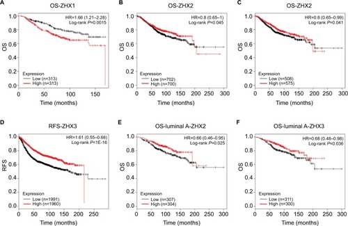 Figure 4 Prognostic value of mRNA levels of ZHX factors in breast cancer patients (OS and RFS in Kaplan–Meier plot).Notes: The impact of ZHX1 (A), ZHX2 (B) and ZHX3 (C) on OS of breast cancer patients. (D) The impact of ZHX3 on RFS of breast cancer patients. (E) The impact of ZHX2 on OS in luminal A subtype. (F) The impact of ZHX3 on OS in luminal A subtype.Abbreviations: OS, overall survival; RFS, relapse-free survival.
