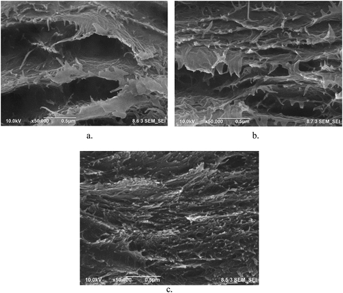 Figure 2. FESEM fracture surface morphology of (a) CT, (b) BL, and (c) BLV samples.