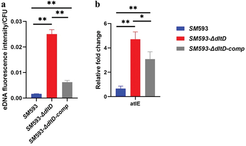 Figure 6. (a) 24 h biofilm eDNA. (b) 24 h biofilm RT-qPCR analysis showed the gene related to autolysis. The data calculated from the three samples per group are expressed as the mean ± SE * p < 0.05,** p < 0.01.