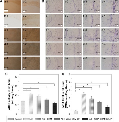 Figure 5 Immunohistochemistry for amyloid plaques (A), Nissl staining (B), AChE activity (C), and MDA level (D) in the AD brain of rats after treating with LIP carriers. Notes: (A) Binding of anti-Aβ (brown), (a-1 and a-2) control (sham), (b-1 and b-2) Aβ, (c-1 and c-2) Aβ + CRM, (d-1 and d-2) Aβ + WGA-CRM-LIP, and (e-1 and e-2) Aβ + WGA-CRM-CL/LIP; (B) Nissl body (purple) in the hippocampus, (a) control (sham), (b) Aβ, (c) Aβ + CRM, (d) Aβ + WGA-CRM-LIP, and (e) Aβ + WGA-CRM-CL/LIP, (1) 40×, (2) 100×, (3) 200×, and (4) 400×; (C) AChE activity in brain parenchyma; and (D) MDA expression in brain parenchyma. (C and D) #P<0.05, *P>0.05, n=5.Abbreviations: AChE, acetylcholinesterase; MDA, malondialdehyde; AD, Alzheimer’s disease; LIP, liposomes; Aβ, β-amyloid peptide; CRM, curcumin; WGA-CRM-LIP, wheat germ agglutinin-grafted liposomes loaded with CRM; WGA-CRM-CL/LIP, WGA-grafted and cardiolipin-conjugated liposomes loaded with CRM.