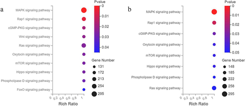 Figure 3 KEGG pathway analysis of the differentially expressed exosomal miRNAs. (a) Upregulated; (b) downregulated.