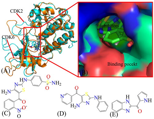 Figure 1. Molecular structures of CDK2/CDK6 and three inhibitors: (A) the structure of cyclin-dependent kinases CDK2 and CDK6 are coloured in cyan and orange, respectively; (B) binding pocket of two different inhibitors to CDK2 and CDK6, among which inhibitors are displayed in stick modes and CDK2 and CDK6 in surface modes; (C–E) separately correspond to the structures of X64, X3A, and 4AU, in which inhibitors are displayed in line modes. In this figure, the crystal structures, PDB code 4GCJ, and 4AUA are applied to respectively represent the structures of the X64-CDK2 and 4AU-CDK6 complexes.