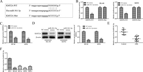 Figure 4. KMT2A is a target gene of miR-361-3p. (A) Using ENCORI and miRWalk, the potential upstream miRNAs of KMT2A were forecast. (B) The interactions between miR-361-3p and KMT2A were proved using a dual-luciferase reporter study. By using (C) qRT-PCR and (D) western blot tests, the mRNA and protein expression of KMT2A in HL-60 cells and KO52 cells that were transfected with NC mimic or miR-361-3p mimic was discovered. **P < 0.01 vs. NC mimic group. The qRT-PCR test was adopted to find miR-361-3p expression in (E) AML PB and (F) cell lines. *P < 0.05, **P < 0.01 vs. control group or HS-5 cells. All data were exhibited as mean ± SD. n = 3.
