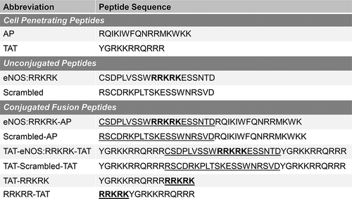 Figure 1. Peptides utilized in experiments. Amino acid sequences of CPPs and cargo peptides (underlined) as well as conjugated cargo-CPP fusion peptides used in experiments. The associated abbreviations of the peptides are shown next to the displayed sequence. The RRKRK pentabasic docking site on eNOS is bolded.