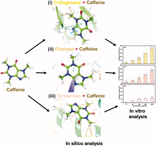 Figure 1. Interaction profile of caffeine with (i) collagenase, (ii) elastase and (iii) tyrosinase was studied by in silico approach, and inhibitory potential against selected enzymes was validated by in vitro method.