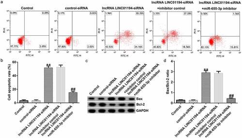 Figure 6. lncRNA LINC01194 knockdown promotes HCC cell apoptosis by regulating miR-655-3p. (a and b) Flow cytometry analysis of apoptotic Huh-7 cells. (c) Western blotting analysis of apoptosis-related proteins Bax and Bcl-2 levels. (d) Semi-quantitative analysis of Bax, Bcl-2, and Bcl-2/Bax expression. **P < 0.01 vs. control siRNA; ##P < 0.01 vs. LINC0119-siRNA + control inhibitor.