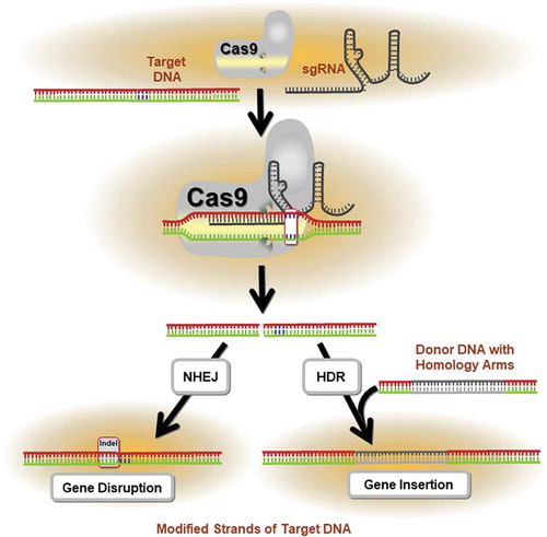Figure 1. Application of the CRISPR/Cas9 System in precision genome editing. The mechanism of CRISPR/Cas9-mediated targeted mutagenesis is shown. The single guide RNA (sgRNA) forms a ribonucleoprotein complex with the Cas9 endonuclease and directs the enzyme to the target DNA. Following cleavage of the sequence, repair mechanisms (i.e., homology directed repair, HDR; non-homologous end joining, NHEJ) are activated to mend the DNA damage. This often results in the insertion or deletion (indel) of nucleotides, which may alter the reading frame of the gene through the introduction of pre-mature stop codons. If the encoded protein domain is functionally essential, these indels generate a high proportion of null mutations.