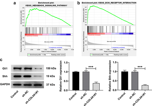 Figure 4. COL4A1 modulated the Hedgehog signaling pathway. (a) GSEA detected the association between COL4A1 and Hedgehog signaling. (b) Western blot analyzed the protein levels of related factors in Hedgehog signaling.