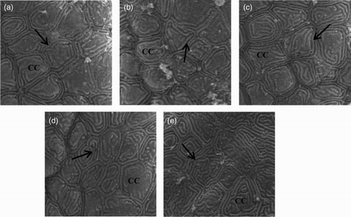 Figure 2. Scanning electron micrographs of gill filaments in obscure puffer reared at salinities of 0 (a), 8 (b), 16 (c), 24 (d) and 32 (e) ppt at the end of the trial. CC: chloride cell; Arrowhead indicates an apical surface of an accessory cell next to the chloride cell, which is characteristic of the seawater-type chloride cell.