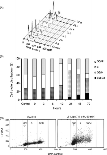 Figure 2. Effect of β-lap on cell cycle and γH2AX expression. HOS cells were treated with 7.5 µM β-lap for 1 h, incubated in regular medium at 37°C, harvested 0, 3, 6, 12, 24, 48, 72 h later, and the cell cycle distribution was analysed with flow cytometry method (A and B). γH2AX formation at different cell cycle phases after treatment with 7.5 µM β-lap for 1 h (C). Cells were treated with 7.5 µM β-lap for 1 h at 37°C, incubated with regular medium for 30 min, immunostained for γH2AX and then the cell cycle distribution was assessed by flow cytometry.