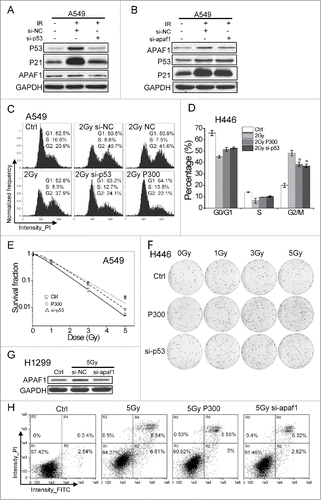 Figure 4. miR-300 modulates radiosensitivity by decreasing p53 and apaf1. (A-B) siRNA targeting p53 (A) or apaf1 (B) interfere its protein expression levels activated by IR. (C-D) miR-300 overexpression or p53 knockdown rescues G2 cell cycle arrest elicited by IR in A549 or H446 cells. Cells transfected with miRNA mimics (NC or P300, 30 nM) or siRNAs (si-NC, or si-p53, 50 nM) were treated with 2 Gy of X-rays The cell cycle distribution was detected 15 h after irradiation by flow cytometry. Representative images of each group in A549 cells (C) and the quantification of each group in H446 cells (D). (E) Survival curves of A549 cells treated with IR after transfected with miR-300 mimics (P300) or p53 siRNA (si-p53). The estimated survival fraction was obtained by fitting to the one-hit multitarget formula at 0, 1, 3 and 5 Gy of X-rays. Data are shown as mean ± SD, the experiment was conducted three times independently. (F) Representative images of colonies in H446 cells treated with 0, 1, 3 and 5 Gy of X-rays. (G) siRNA targeting apaf1 interfere its protein expression levels induced by 5 Gy of X-rays irradiation. The protein levels were analyzed by western blots 12 h after irradiation. (H) The Annexin V-FITC/PtdIns double staining assay in H1299 cells transfected with P300 or si-p53, 24 h following 5 Gy of X-rays irradiation. R, region; PtdIns, propidium iodide; FITC, fluorescein isothiocyanate; IR, 2 Gy of X-rays irradiation; +, positive; -, negative; Ctrl, control; NC, pre-miRNA negative control; P300, pre-miR-300; si-NC, siRNA negative control; si-p53, p53 siRNA; si-apaf1, apaf1 siRNA. * P < 0.05, compared to 2 Gy.