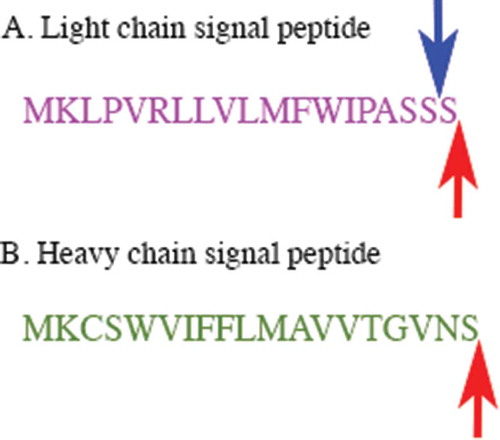 Figure 1. The amino acid sequences of the signal peptides encoded in the non-originator cell lines for the light and heavy chains.A. The signal peptide of the light chain is shown. The red arrow shows the expected cleavage site and the blue arrow shows the alternate cleavage site, resulting in an additional Ser residue on a small proportion of the mAb. B. The signal peptide of the heavy chain is shown. The red arrow shows the expected cleavage site.