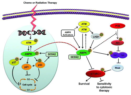 Figure 4. Participation of AMPK in chronic molecular responses of cancer cells to chemo- and radiotherapy. Chemo- and radiation therapy elicit signal transduction pathways at the level of DNA damage, starting with rapid activation of ATM in the nucleus at the site of the DNA lesion. To mediate cell cycle arrest ATM phosphorylates AMPK, which coordinates its activity with numerous cell cycle regulators including p53, p27kip1, and p21cip1 to arrest cell cycle progression. Additionally, AMPK can signal to p53 and its downstream effector SESN2 to generate a positive-feedback loop of sustained activity under times of genotoxic stress. Following DNA damage AMPK activity becomes redistributed to the cytoplasm whereby can modulate the radio-/chemo-sensitivity of cancer cells by inhibiting pathways of survival, including the Akt-mTOR signaling cascade. Abbreviations: ATM, ataxia telangiectasia mutated; AMPK, AMP-activated protein kinase; SESN2, sestrin 2; LKB1, liver-kinase B1; TSC, tuberous sclerosis proteins 1/2; PI3K, phosphatidylinositide 3-kinases; Rheb, Ras homolog enriched in brain; mTOR, mammalian target of rapamycin.