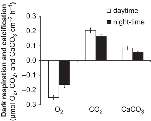Figs 4. Dark respiration and calcification rates of Lithophyllum cabiochae measured in May 2006 during daytime after exposure to ambient light and during night-time after exposure to darkness. Data are means ± SE (n = 5).
