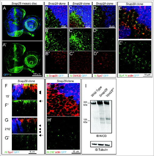 Figure 7. Snap29 mutant cells display altered N trafficking. (A and B) Clones of Snap29B6 mutant cells in mosaic eye-antennal discs accumulate high levels of N, compared to surrounding WT cells. A′ and B″ are single channels. (C and D) Clones of Snap29B6 mutant cells in the anterior portion of a mosaic eye discs stained as indicated. N and GM130 do not colocalize in both WT and mutant cells, while a fraction of N colocalizes with Syx7 in both WT and mutant cells, excluding accumulation in these compartments. (C′ and D″) are single channels. (E) Labeling of nonpermeabilized Snap29B6 mosaic eye-antennal discs with an anti-N NECD. Compared to WT cells marked by expression of GFP, clones of mutant cells in the eye disc display higher N surface levels (Surf. N). E′ shows the single confocal channel for anti-N. (F and G) Z-sections of eye disc epithelia subjected to 15′ (F) and 210′ (G) internalization of anti-NECD and staining as indicated. Similar to WT cells, N is present on the apical plasma membrane of mutant cells (F, arrow) and is able to access early endosomes (F, arrowhead). N is efficiently internalized over time in both WT and mutant cells (G, arrow); however, in mutant cells it fails to be degraded and accumulates in a Syx7-negative compartment (G, arrowhead). (F′-G′) show the single confocal channel for anti-N. (H) 210′ min internalization of anti-NECD. Compared to WT cells, mutant cells display intracellular N accumulations. The actin-rich cell cortex is marked with phalloidin. (G′) shows the single confocal channel for anti-N. (I) Immunoblotting of protein extracts with an antibody recognizing the intracellular domain of N. Full-length N is approximately 300 kDa while the intracellular domain (iN) is 120 kDa. Both forms accumulated in Snap29 and Vps25 mutant discs, compared to WT. The same membrane blotted with anti-β-tubulin provides a loading control.