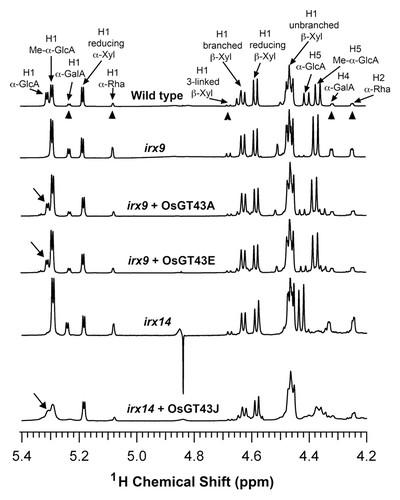 Figure 10.1H-NMR spectra of xylooligosaccharides generated by xylanase digestion of xylans from the wild type, irx9, irx14, and the mutants expressing OsGT43 genes. Resonances are labeled with the position of the assigned proton and the identity of the residue containing that proton. Note the restoration of the resonance of H1 of α-GlcA in irx9 complemented with OsGT43A and OsGT43E and in irx14 complemented with OsGT43J. The resonances of H1 of α-D-GalA, H1 of α-L-Rha, H1 of 3-linked β-D-Xyl, H4 of α-D-GalA, and H2 of α-L-Rha (arrow heads) are from the GX reducing end tetrasaccharide sequence. Note the relatively elevated resonance intensities of the GX reducing end tetrasaccharide sequence in irx 9 and irx14 compared with the wild type and the reduction in the intensity of these resonances in irx9 complemented with OsGT43A and OsGT43E and in irx14 complemented with OsGT43J.