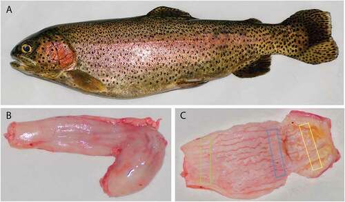 Figure 1. Rainbow trout. Adult female (a). Outer surface of stomach (b), note the J shape with the short descending segment and the longest ascending one. Inner surface of stomach (c), note the wall longitudinal folds. Rectangles (c) indicate the sampling sites: green rectangle for cardial region, blue one for fundic region and yellow one for pyloric region