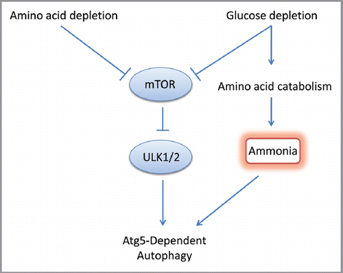 Figure 1 Autophagy can be induced following glucose- and amino acid-starvation via an mTOR- and Ulk1/2-dependent pathway. However, during prolonged glucose starvation, amino acid catabolism generates ammonia, which can directly engage the autophagic machinery, in an mTOR- and Ulk1/2-independent pathway.