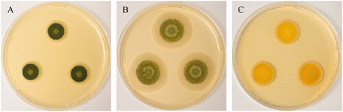 Figure 1. Two weeks-old colonies on Malt Extract Agar, from left to right (A) Aspergillus creber (HOSP050413_5_135), (B) Aspergillus protuberus (HOSP050413_4_129) and (C) Aspergillus jensenii (C4_18042019).