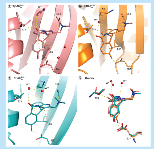 Figure 7. Compound 18 in different RAS mutant isoforms.Comparison of the binding mode of 18 in active RAS mutant forms. (A) Active KRASG12D (6GJ6), (B) active HRASG12D (6ZJ0), (C) active NRASQ61R (6ZIZ) and (D) overlay of all three forms. Important waters in the binding pockets are highlighted with labels.