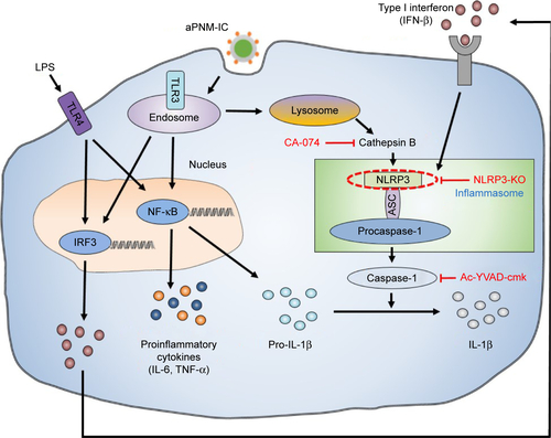 Scheme S1 Mechanism study of inflammasome activation by inhibitors of inflammasome signaling pathway.Notes: Cathepsin B was inhibited by CA-074, and caspase-1 was inhibited by Ac-YVAD-cmk. NLRP3 was depleted in NLRP3-KO mice.Abbreviations: aPNM, amine-terminated γ-PGA nanomicelles; γ-PGA, poly-(γ-glutamic acid); IFN-β, interferon-β; KO, knock out; LPS, lipopolysaccharide; TNF-α, tumor necrosis factor-alpha.
