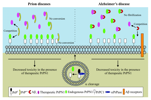 Figure 1. PrPC α-cleavage display hypothetical neuroprotective functions in prion and Alzheimer diseases. In prion diseases (left), endogenously produced PrPN1 (green) traps PrPres toxic species, inhibits their conversion and thus, reduces their toxicity. In addition, PrPC1 is a dominant-negative inhibitor of PrPres formation. In Alzheimer disease (right), PrPC α-cleavage is increased. PrPN1 molecules trap Aβ oligomers (Aβo) and reduce Aβ-mediated toxicity by competition with Aβo receptors at the cell surface. Furthermore, the lack of Aβ binding sites on PrPC1 prevents PrPC1 from mediating Aβo toxicity. In a curative approach, therapeutic PrPN1 or PrPN1-derived drugs (purple) could be administered to supplement endogenous PrPN1 in both prion and Alzheimer diseases.