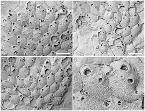 Figure 4. Microporella sp. A. GNS BZ 349, Miocene (Altonian = Burdigalian), Forest Hill Limestone Formation, Lady Barkly Quarry, Southland, New Zealand. A–C, Groups of autozooids from different areas of the colony (scale bars = 500 µm); A, arrows indicate the six distolateral oral spine bases; B, a teratology (top centre), consisting of an autozooid with two avicularia budded on the same side (arrowed); C, a putative kenozooid without openings is present (see asterisk). D, Close-up of two autozooids showing the ascopore (scale bar = 100 µm).