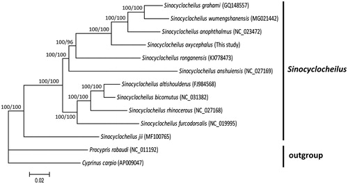 Figure 1. Phylogenetic tree of 11 Sinocyclocheilus fishes and two outgroups based on complete mitogenome sequences. The accession number for each species is indicated in bracket. The numbers above nodes represent posterior probability for Bayesian analysis and bootstrap value for ML analysis.