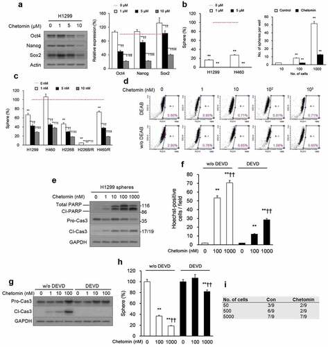 Figure 2. Chetomin exerts its inhibitory action on NSCLC CSCs by eliciting apoptosis.