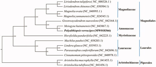 Figure 1. Maximum-likelihood tree of P. verrucipes and related species based on whole chloroplast genome sequences. Bootstrap support values (based on 1000 replicates) are shown next to the nodes.