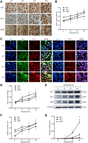 Figure 1 Nrf2, HO-1, and VEGF expression increased with prolonged duration of hypoxia in BGC-823 cells. BGC-823 cells were cultured for 2, 8, 12, and 24 h under hypoxic conditions and subjected to the following analyses. (A and B) Immunocytochemistry was used to determine the expression of Nrf2, HO-1, and VEGF. (C and D) Immunofluorescence was utilized to measure the expression of Nrf2, HO-1, and VEGF. (E and F) Western blotting detected the protein expression of Nrf2, HO-1, and VEGF. (G) qPCR detected the mRNA expression of Nrf2, HO-1, and VEGF.